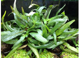 Hygrophila pantanal  wavy   Terracotta 