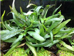 Hygrophila pantanal  wavy   Terracotta 