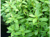 Hygrophila polysperma  Terracotta 