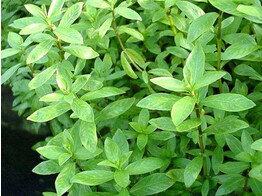 Hygrophila polysperma  Terracotta 