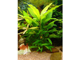 Hygrophila siamensis  Terracotta 