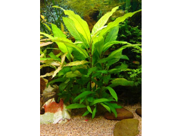 Hygrophila siamensis  Terracotta 