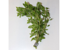 Hygrophila polysperma