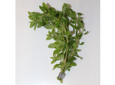 Hygrophila polysperma