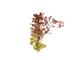 Ludwigia sp. Super Rood