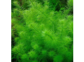 Myriophyllum simulans