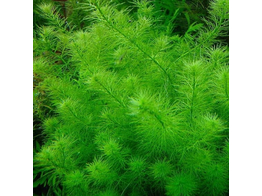 Myriophyllum simulans