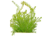 Rotala rotundifolia