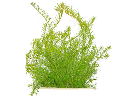 Rotala rotundifolia