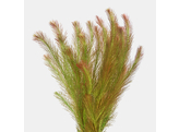 Rotala wallichii