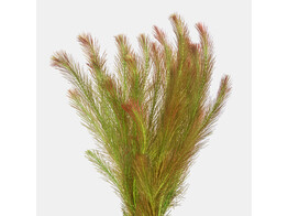 Rotala wallichii