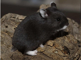 Russische hamster zwart man  /  Hamster russes noir male