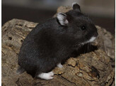 Russische hamster zwart man  /  Hamster russes noir male