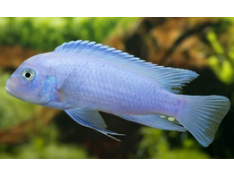 PSEUDOTROPHEUS ZEBRA BLUE NEON 3 5-4