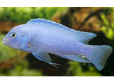 PSEUDOTROPHEUS ZEBRA BLUE NEON 3 5-4