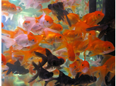 Carassius auratus fantail assorted 6-7 AA-Grade