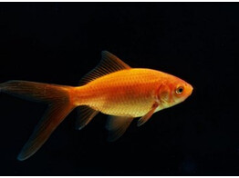 Carassius auratus red comet  7-8