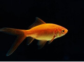 Carassius auratus red comet  7-8