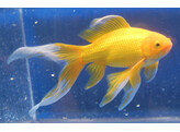 Carassius auratus yellow comet  7-8