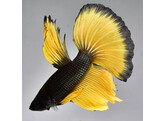 Betta splendens Superdelta Mustardgas XL