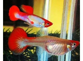 P. reticulata / Guppy Red Nose Clown pairs L-XL