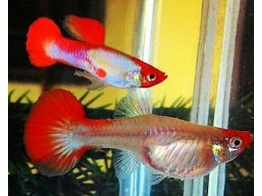 P. reticulata / Guppy Red Nose Clown pairs L-XL