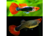 P. reticulata / Guppy Tuxedo Clown pairs L-XL