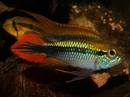 APISTOGRAMMA AGASSIZII DOUBLE RED 3-4