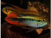 APISTOGRAMMA AGASSIZII DOUBLE RED 3-4