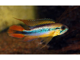 APISTOGRAMMA AGASSIZII DOUBLE RED XL