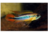 APISTOGRAMMA AGASSIZII RED 3-4