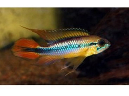 APISTOGRAMMA AGASSIZII RED 3-4