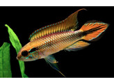 APISTOGRAMMA AGASSIZII RED XL