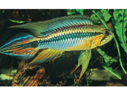 APISTOGRAMMA AGASSIZII 3-4