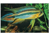 APISTOGRAMMA AGASSIZII 3-4