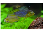 APISTOGRAMMA BORELLII 2 5-3