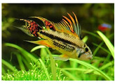 APISTOGRAMMA CACATUOIDES 3-4