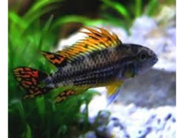 APISTOGRAMMA CACATUOIDES XL