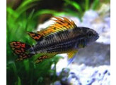 APISTOGRAMMA CACATUOIDES XL