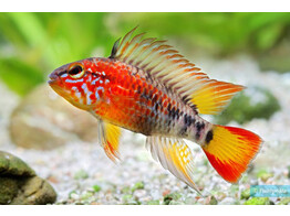 APISTOGRAMMA MACMASTERI XL