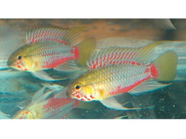 APISTOGRAMMA HONGSLOI 3-4