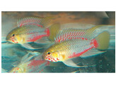 APISTOGRAMMA HONGSLOI 3-4