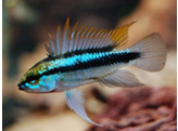 APISTOGRAMMA TRIFASCIATUM 3-4