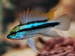 APISTOGRAMMA TRIFASCIATUM 3-4