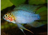 APISTOGRAMMA SP. OPAL 3-4