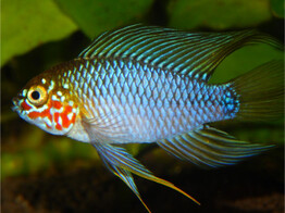 APISTOGRAMMA SP. OPAL 3-4