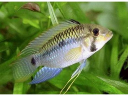 APISTOGRAMMA STEINDACHNERI 3-4