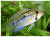 APISTOGRAMMA STEINDACHNERI 3-4