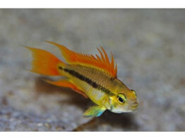 APISTOGRAMMA CACATUOIDES ORANGE pairs 3-4