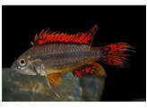 APISTOGRAMMA CACATUOIDES RED 3-4